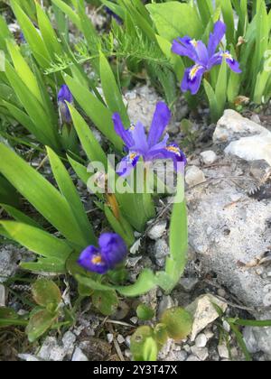 Lac nain Iris (Iris lacustris) Plantae Banque D'Images