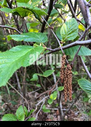 Aulne de montagne (Alnus alnobetula crispa) Plantae Banque D'Images