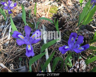 Lac nain Iris (Iris lacustris) Plantae Banque D'Images