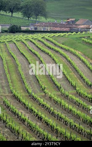 FRANCE, CHARENTE (16) VIGNOBLE DE COGNAC, DOMAINE DE CHAMPAGNE CHARENTAISE, SAINT PREUIL Banque D'Images