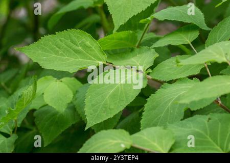 (Aralia bicrenata) Plantae Banque D'Images