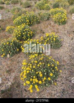 Arbuste Gumweed (Grindelia chiloensis) Plantae Banque D'Images