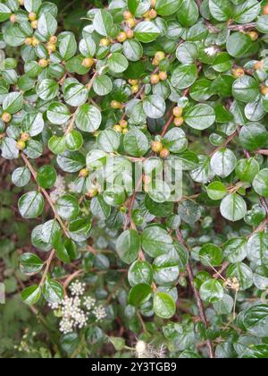 Hjelmqvist's Cotoneaster (Cotoneaster hjelmqvistii) Plantae Banque D'Images