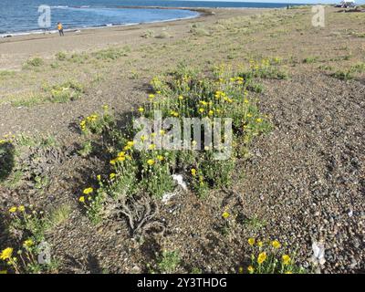 Arbuste Gumweed (Grindelia chiloensis) Plantae Banque D'Images