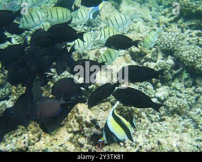 Ctenochaetus striatus (Ctenochaetus striatus) Actinopterygii Banque D'Images