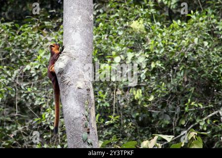 Écureuil volant géant rouge (Petaurista petaurista) Mammalia Banque D'Images