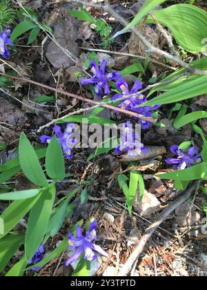 Lac nain Iris (Iris lacustris) Plantae Banque D'Images