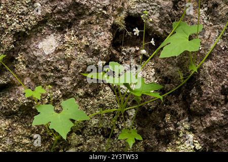 Pomme baumier sauvage (Echinopepon wrightii) Plantae Banque D'Images