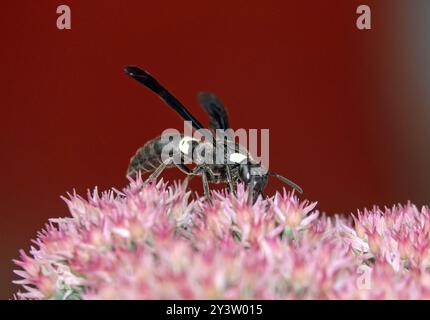 Gros plan d'une guêpe mason noire à rayures blanches buvant du nectar sur une plante de sedum rose. Banque D'Images