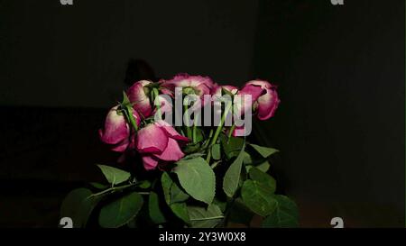 Fleurs de roses rouges sur un fond sombre. Roses rouges sur fond noir. Roses rouges et ambiance noire Banque D'Images