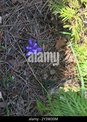 Lac nain Iris (Iris lacustris) Plantae Banque D'Images