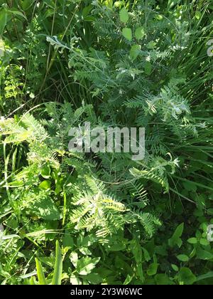 Plante de plomb (Amorpha canescens) Plantae Banque D'Images