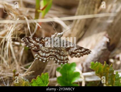 Mites de landes communes au repos Ematurga atomaria Montiaghs réserve naturelle de mousse. Banque D'Images