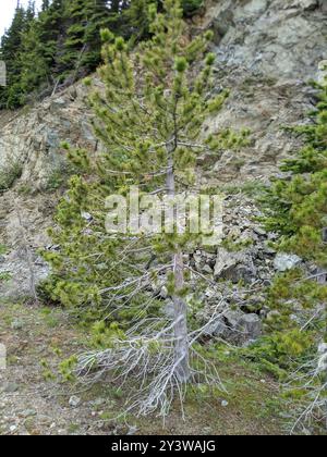 PIN de Lodgepole intérieur (Pinus contorta latifolia) Plantae Banque D'Images