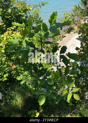 Frêne vert (Fraxinus pennsylvanica) Plantae Banque D'Images