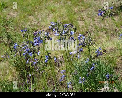 Cloche Agapanthus (Agapanthus campanulatus) Plantae Banque D'Images