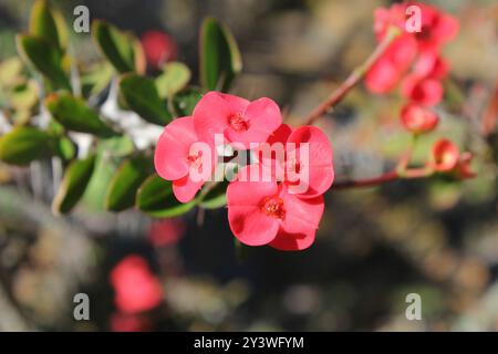 Fleurs roses sur une plante de Couronne d'épines (Euphorbia milii) dans un jardin Banque D'Images