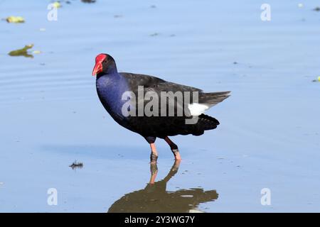 Oiseau marécageux australasien debout dans un étang d'eau Banque D'Images