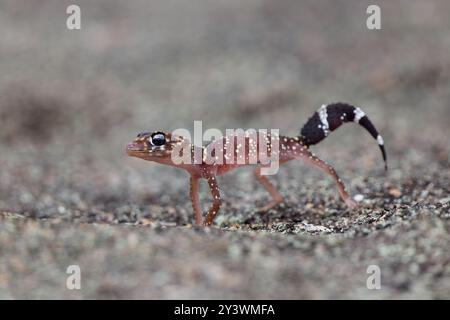 Un gecko aboyant ou underwoodisaurus milii sur un rocher, debout à quatre pattes Banque D'Images