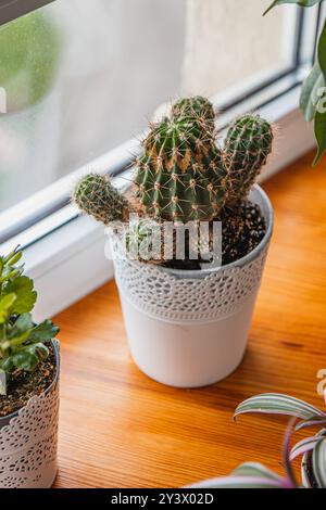 Un cactus poussant dans un pot près de la fenêtre. Banque D'Images
