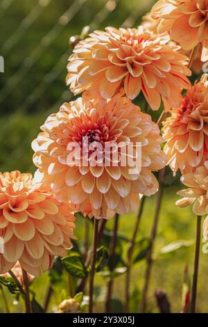 Un affichage vibrant de dahlias en fleurs dans différentes nuances de pêche et de rose. Banque D'Images