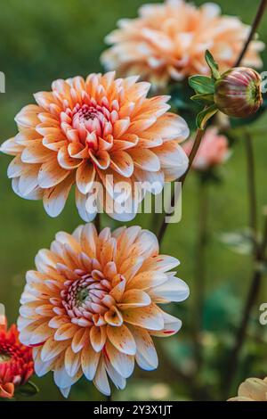 Un affichage vibrant de dahlias en fleurs dans différentes nuances de pêche et de rose. Banque D'Images