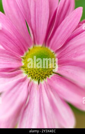 vue macro rapprochée de marguerites gerbera rose vif dans le jardin, plante à fleurs populaire avec des fleurs vibrantes prises dans une mise au point sélective et droite fr Banque D'Images