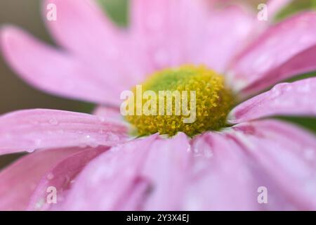 vue macro rapprochée de marguerites gerbera rose vif dans le jardin, plante à fleurs populaire avec une floraison vibrante avec disque jaune pris dans la mise au point sélective Banque D'Images