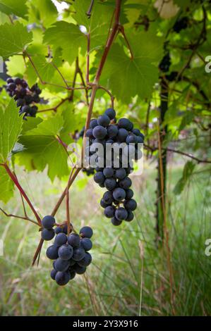 Trois grappes de raisins muscat violets accrochés à la vigne dans un verger de jardin. Banque D'Images