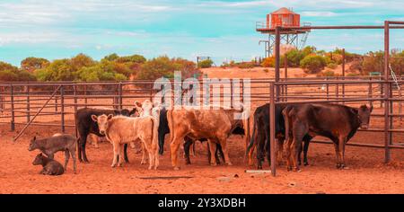 La vie à la gare de Curtin Springs, Australie Banque D'Images