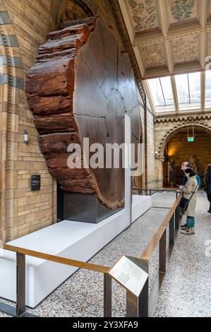 Londres, Royaume-Uni - 23 mars 2024 : la tranche de séquoia géant au Musée d'histoire naturelle de Londres. ROYAUME-UNI. Banque D'Images