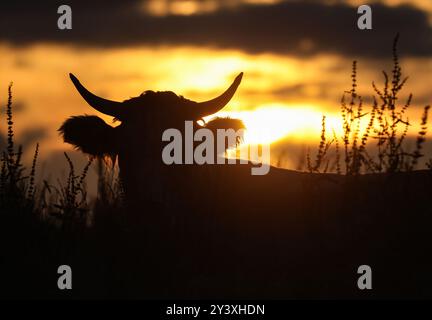 Unlingen, Allemagne. 15 septembre 2024. Une vache se trouve dans un pré tandis que le soleil se lève en arrière-plan. Crédit : Thomas Warnack/dpa/Alamy Live News Banque D'Images