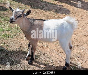 Mignonne petite chèvre brune à la ferme en été à l'extérieur. Animaux de compagnie et élevage. Banque D'Images