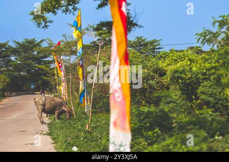 Buffalo d'eau connu sous le nom de Bubalus bubalis mangeant de l'herbe sur le côté d'une route très fréquentée située en Indonésie. Buffalo profitant de l'herbe près de la route sur un très su Banque D'Images