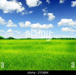 Paysage d'été. Herbe verte et ciel bleu. Banque D'Images