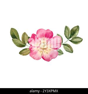 Fleurs de hanches roses avec des feuilles isolées sur fond blanc. Bouton aquarelle dessiné à la main de rose sauvage Banque D'Images
