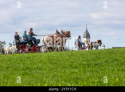 Unlingen, Allemagne. 15 septembre 2024. Deux calèches tirées par des poneys et des chevaux sont en route près d'Unlingen, avec les tours de l'église paroissiale Maria Immaculata visibles en arrière-plan par temps partiellement ensoleillé. Crédit : Thomas Warnack/dpa/Alamy Live News Banque D'Images