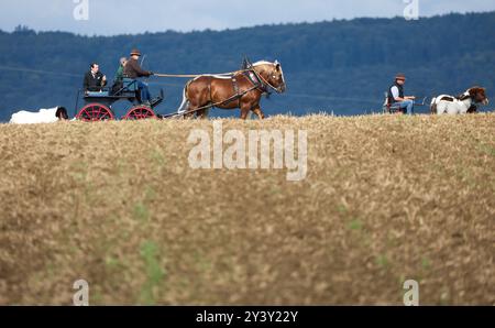 Unlingen, Allemagne. 15 septembre 2024. Deux voitures tirées par des poneys et des chevaux sont sur la route près d'Unlingen par temps partiellement ensoleillé. Crédit : Thomas Warnack/dpa/Alamy Live News Banque D'Images