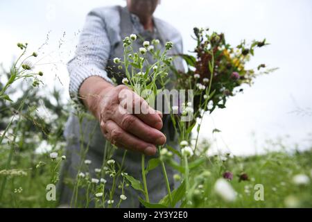 Femme senior cueillant des herbes pour la teinture dans la prairie, gros plan Banque D'Images