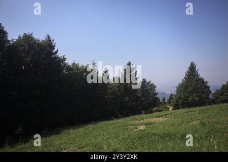 Pinède sur une pente de montagne derrière une clôture en bois sur une journée ensoleillée avec des crêtes au loin Banque D'Images