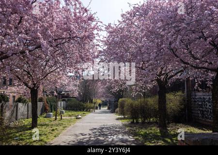 Cerisier en fleur au printemps en Allemagne Banque D'Images