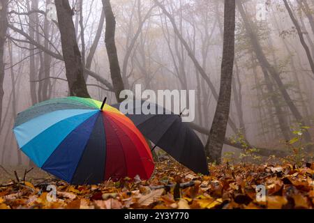 Parapluie coloré et noir dans la forêt d'automne. Banque D'Images