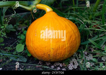 Citrouille cultivée. Citrouille toujours en croissance sur la plante. Plante de citrouille. Gros plan sur la culture de la courge orange et de la Jack-o'-Lantern. Banque D'Images