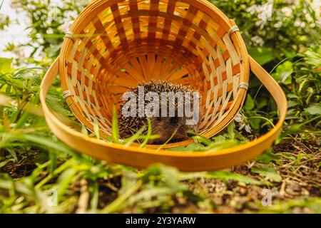 Un hérisson curieux qui jette un coup d'œil à son panier en osier Home in the Garden. Banque D'Images