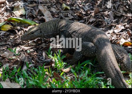 Un lézard malaisien de surveillance de l'eau ou un lézard à crête verte (Bronchocele cristatella) dans les buissons des jardins botaniques de Singapour. C'est l'un des Banque D'Images