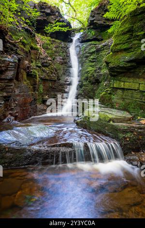 Tigers clough. Cascade sereine à travers des rochers luxuriants recouverts de mousse verte. Rivington Lancashire Royaume-Uni. Banque D'Images