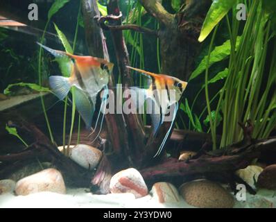 Deux poissons nageant dans un bassin avec un rocher et quelques plantes. Les poissons sont orange et bleus Banque D'Images
