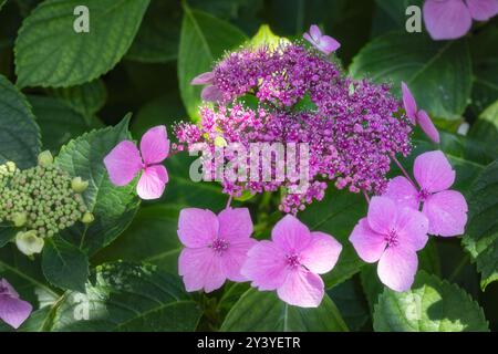 Belles fleurs roses de lacecap hydrangea ou Hydrangea macrophylla en été, gros plan Banque D'Images