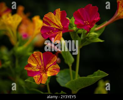 Gros plan photo de belles fleurs mirabilis Jalapa ou four o horloge fleurs. Merveille du Pérou. Banque D'Images