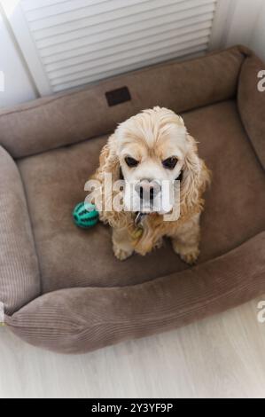 American Cocker Spaniel assis dans son lit pour chien. Regarder dans l'appareil photo. Vue de dessus. Banque D'Images